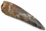 Fossil Spinosaurus Tooth - Real Dinosaur Tooth #376587-1